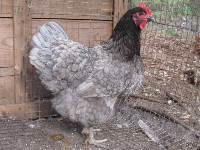 Blue Jersey Giant Chicken