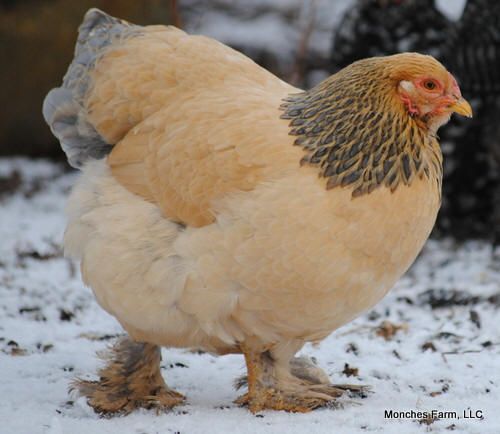 Buff Brahma Chicken Hen