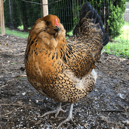 Easter Egger Chicken Hen